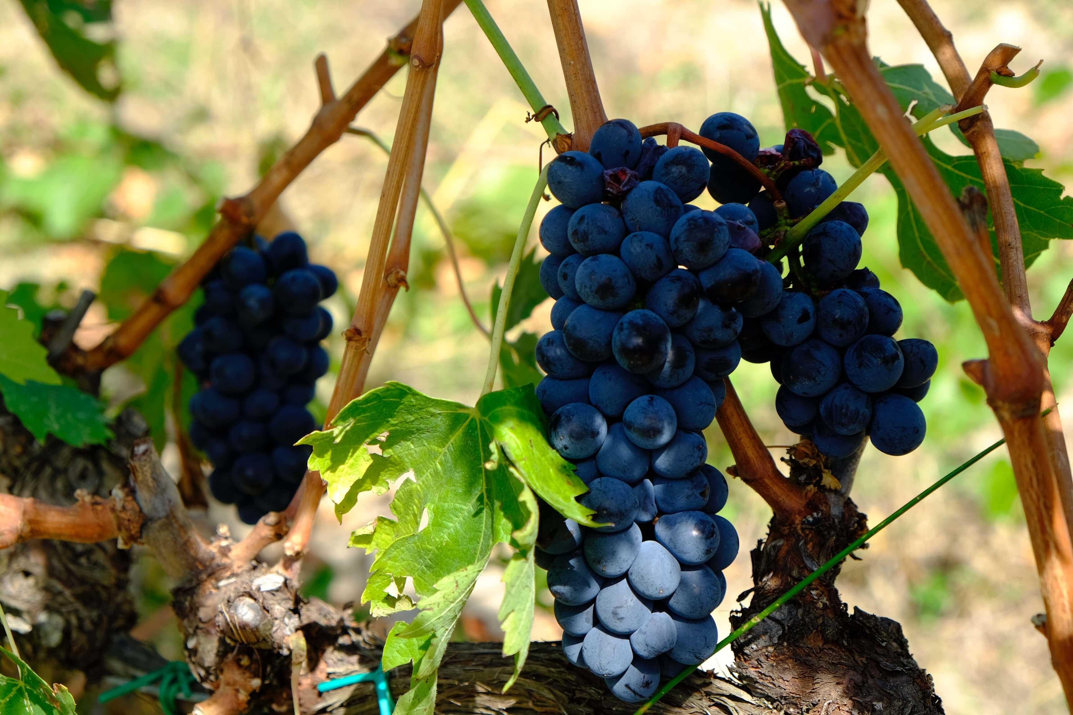 Виноград садовый